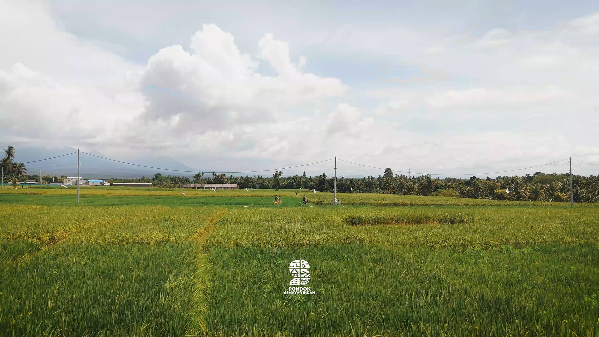 Morning mist rising over rice fields